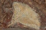 Seven Fossil Ginkgo Leaves From North Dakota - Paleocene #188695-5